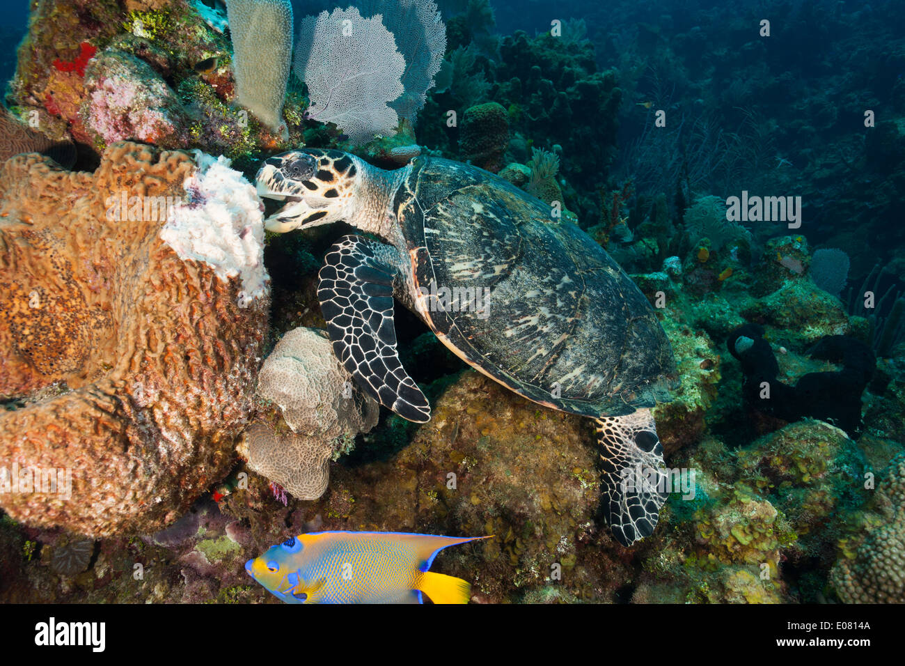 Atlantic Hawksbill Turtle (Eretmochelys imbricata imbricata) feeding on a Leathery Barrel Sponge (Geodia neptuni) Stock Photo