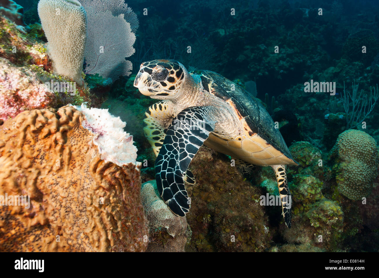 Atlantic Hawksbill Turtle (Eretmochelys imbricata imbricata) feeding on a Leathery Barrel Sponge (Geodia neptuni) Stock Photo