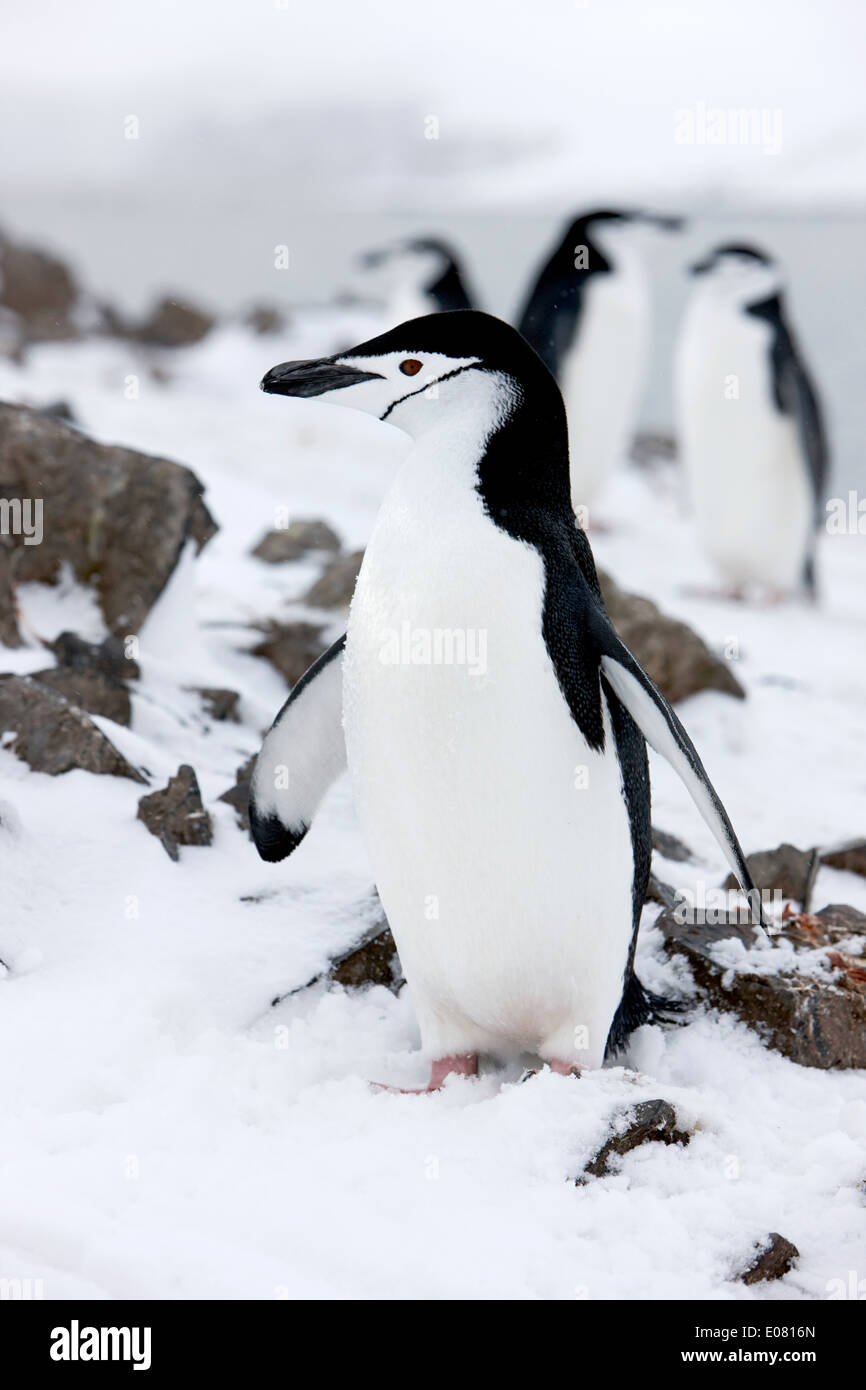 chinstrap penguin on hannah point Antarctica Stock Photo
