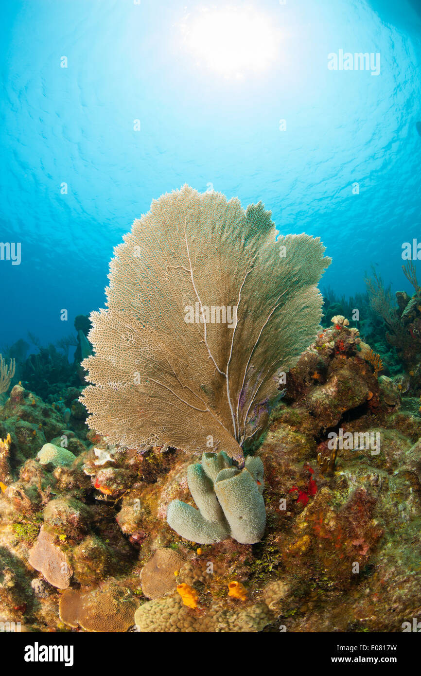 Common Sea Fan (Gorgonia ventalina) with other corals and sponges on a tropical reef off Roatan, Honduras. Stock Photo