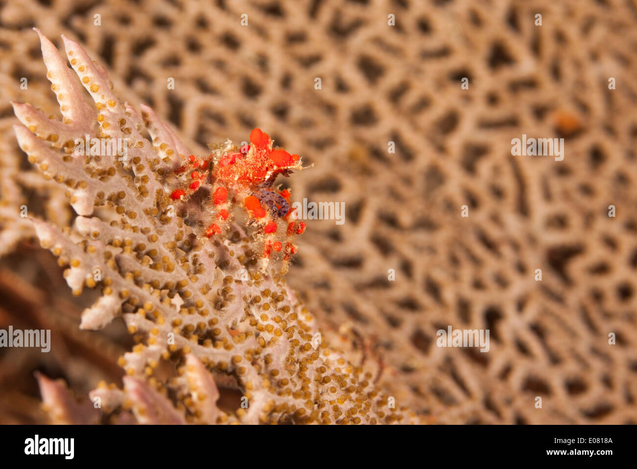 Cryptic Teardrop Crab (Pelia mutica) on a gorgonian off Roatan Honduras. Stock Photo