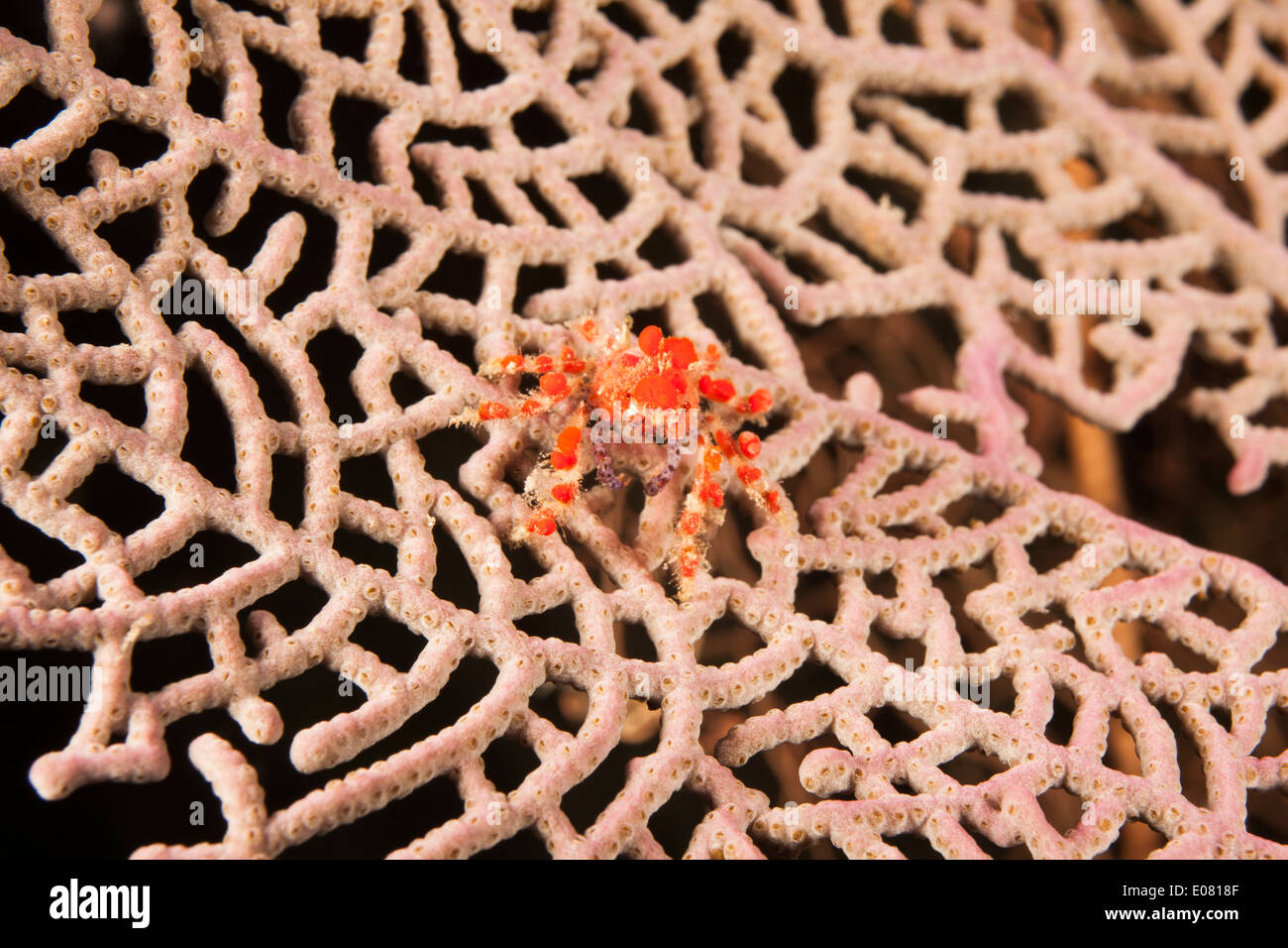 Cryptic Teardrop Crab (Pelia mutica) on a gorgonian off Roatan Honduras. Stock Photo