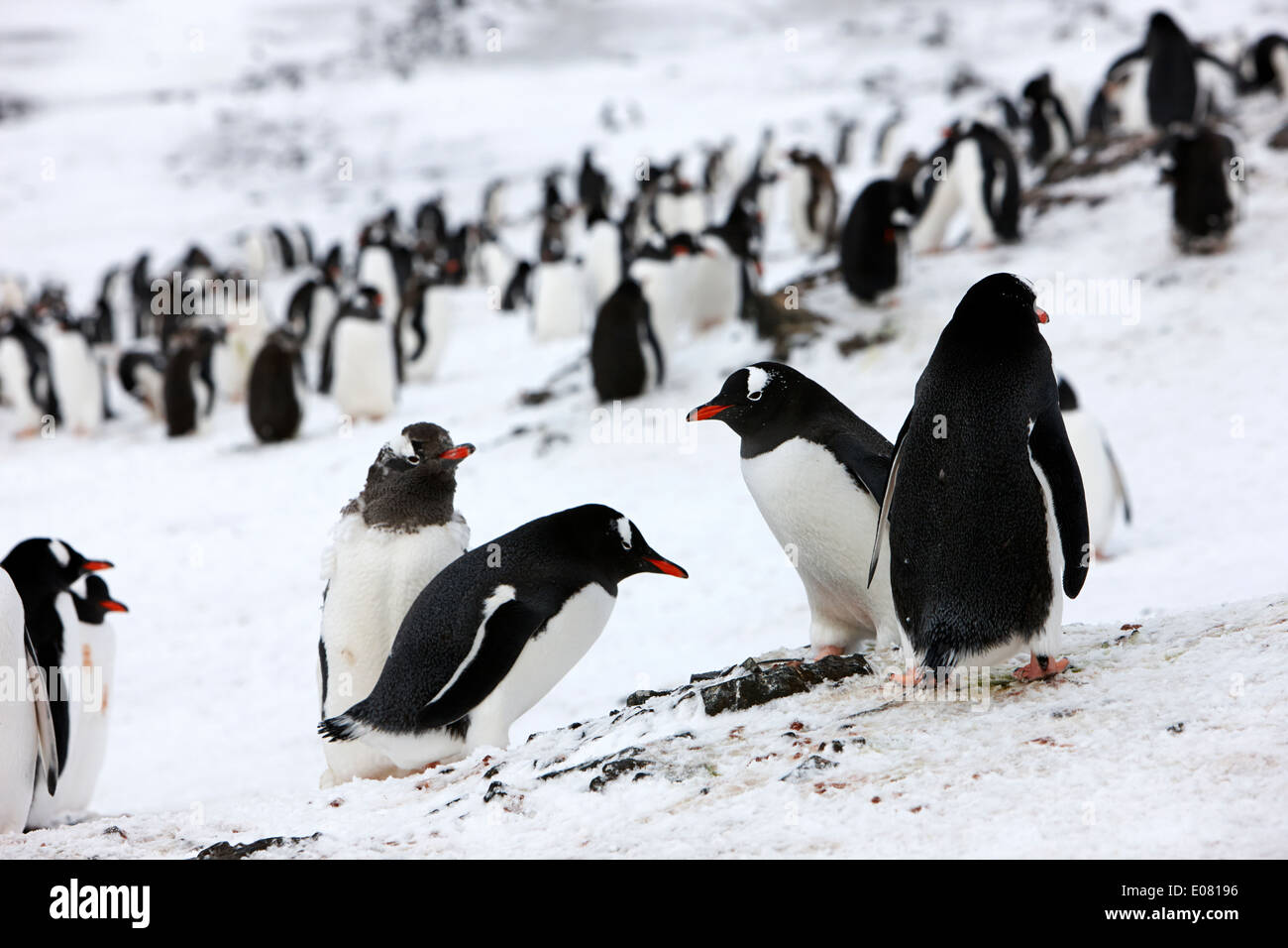 gentoo penguins on hannah point livingston island south shetland islands Antarctica Stock Photo