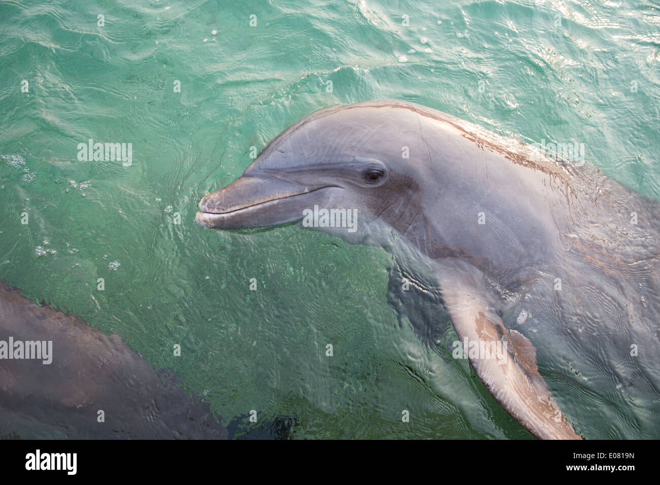 Common Bottlenose Dolphin (Tursiops truncatus) at Anthony's Key Resort in Roatan, Honduras. Stock Photo
