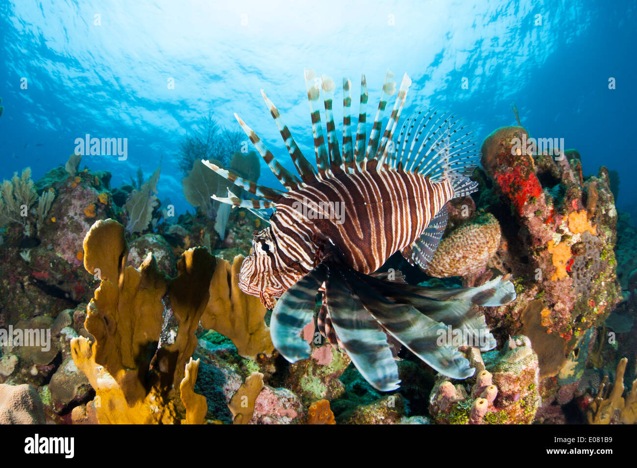 Red Lionfish (Pterois volitans) on a tropical coral reef off Roatan, Honduras. Stock Photo
