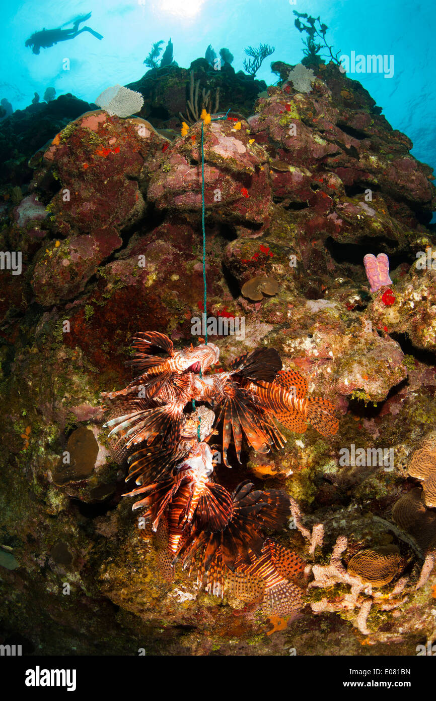 Lionfish Roatan Red Lionfish (Pterois volitans) that have been recently killed by a ...