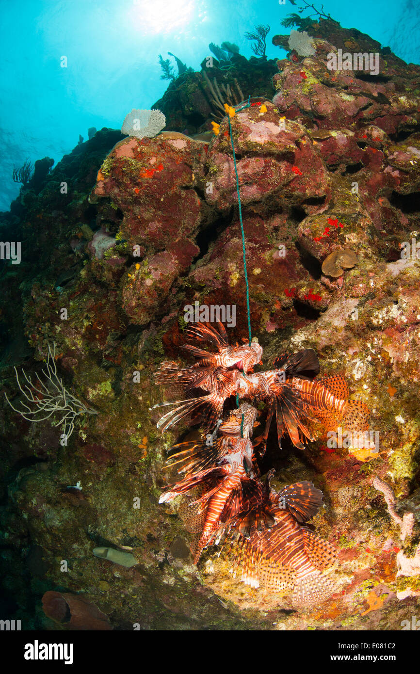 Lionfish Roatan Red Lionfish (Pterois volitans) that have been recently killed by a ...