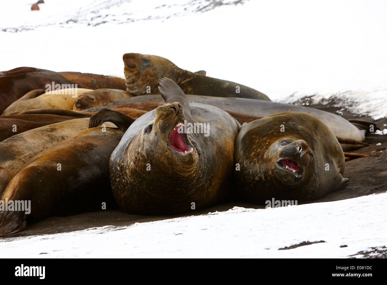 elephant seals hannah point livingstone island Antarctica Stock Photo