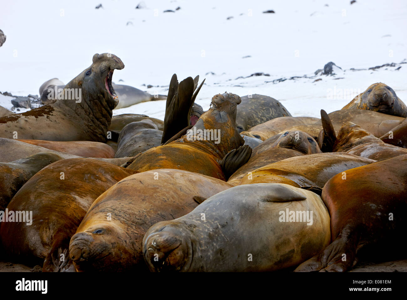 male elephant seals roaring hannah point livingstone island Antarctica Stock Photo