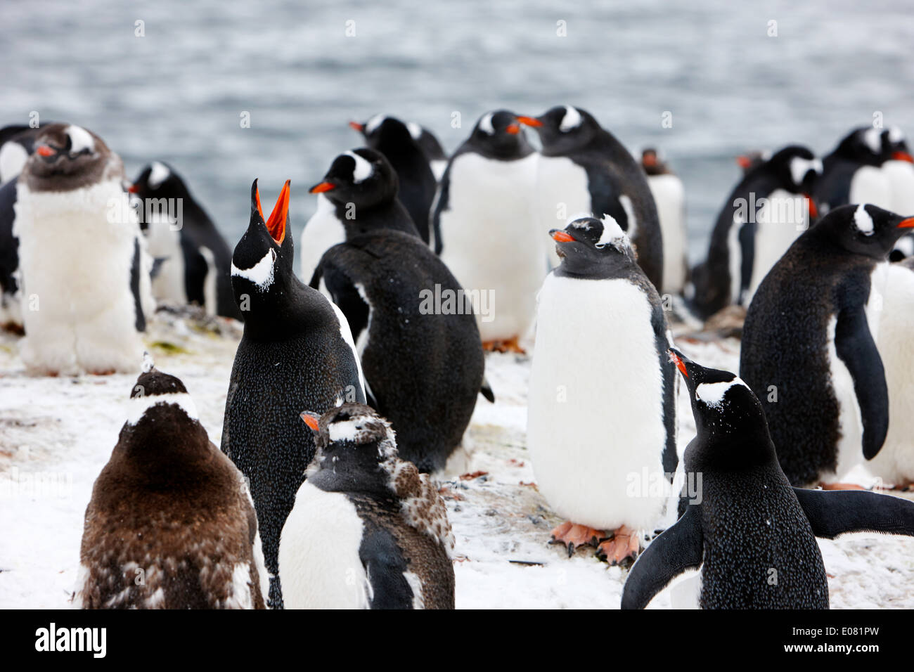 gentoo penguin calling in colony of penguins on hannah point Antarctica Stock Photo
