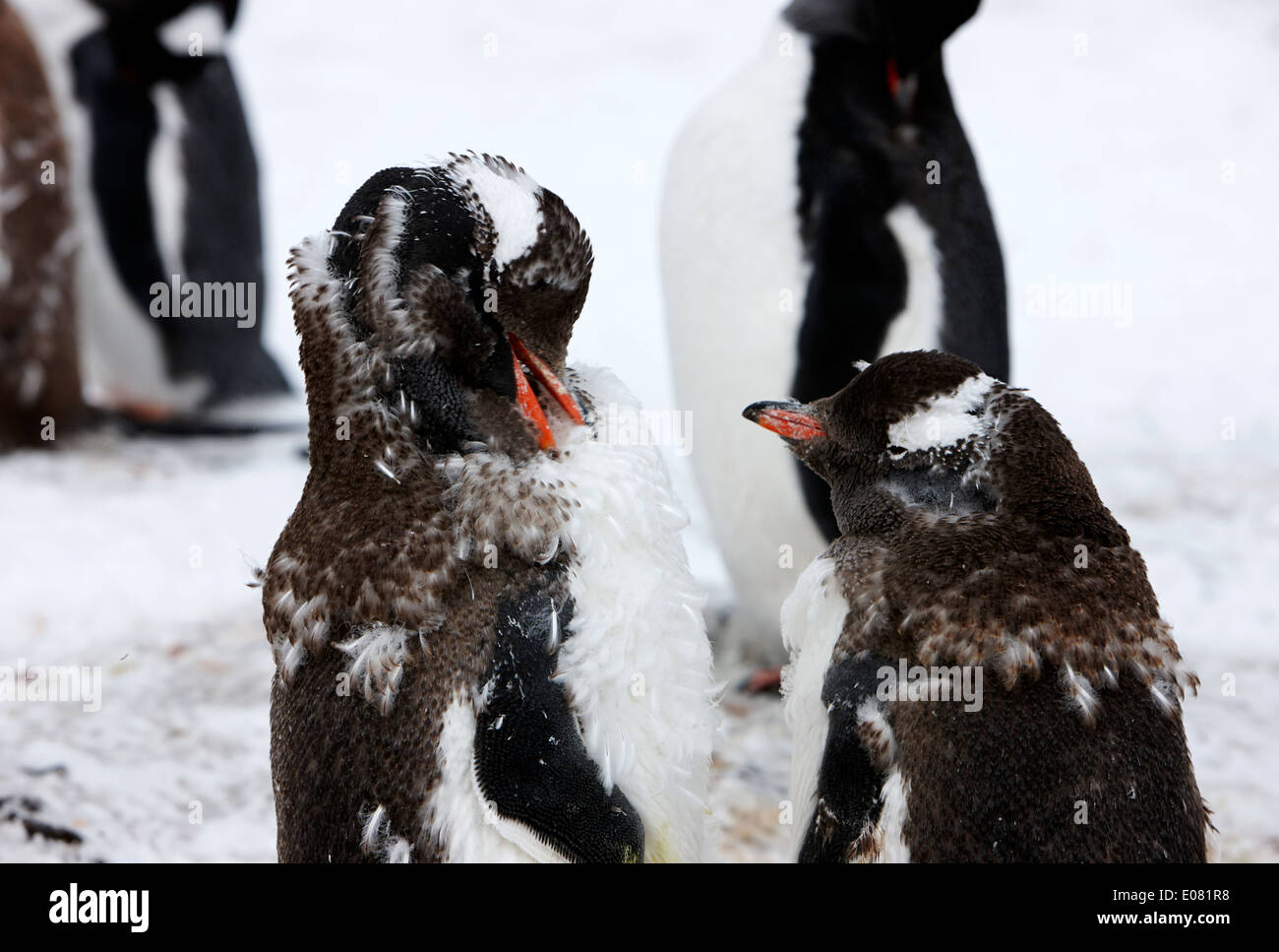 two juvenile gentoo penguins moulting on hannah point Antarctica Stock Photo