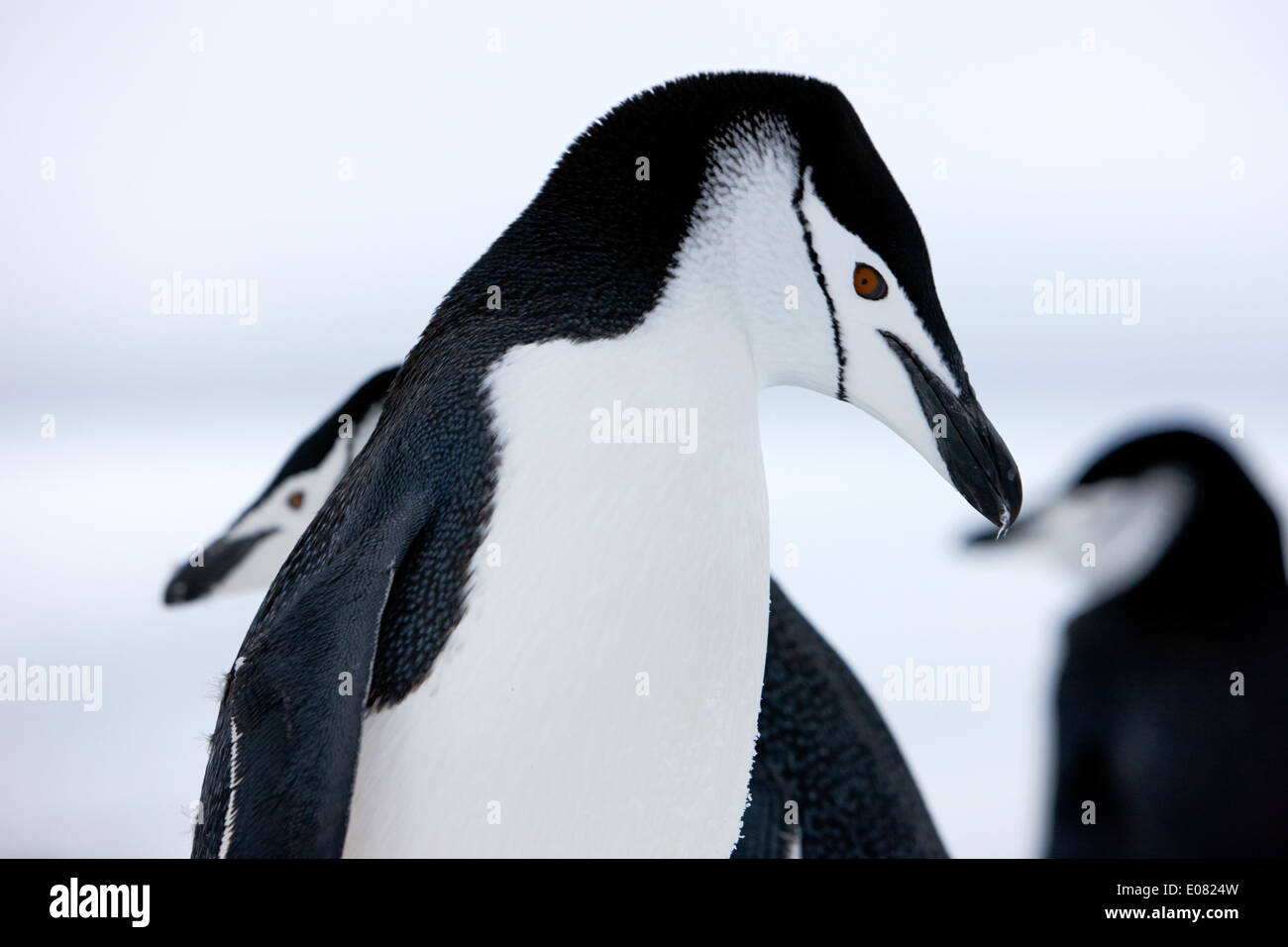 chinstrap penguins closeup with eye prominent on hannah point Antarctica Stock Photo