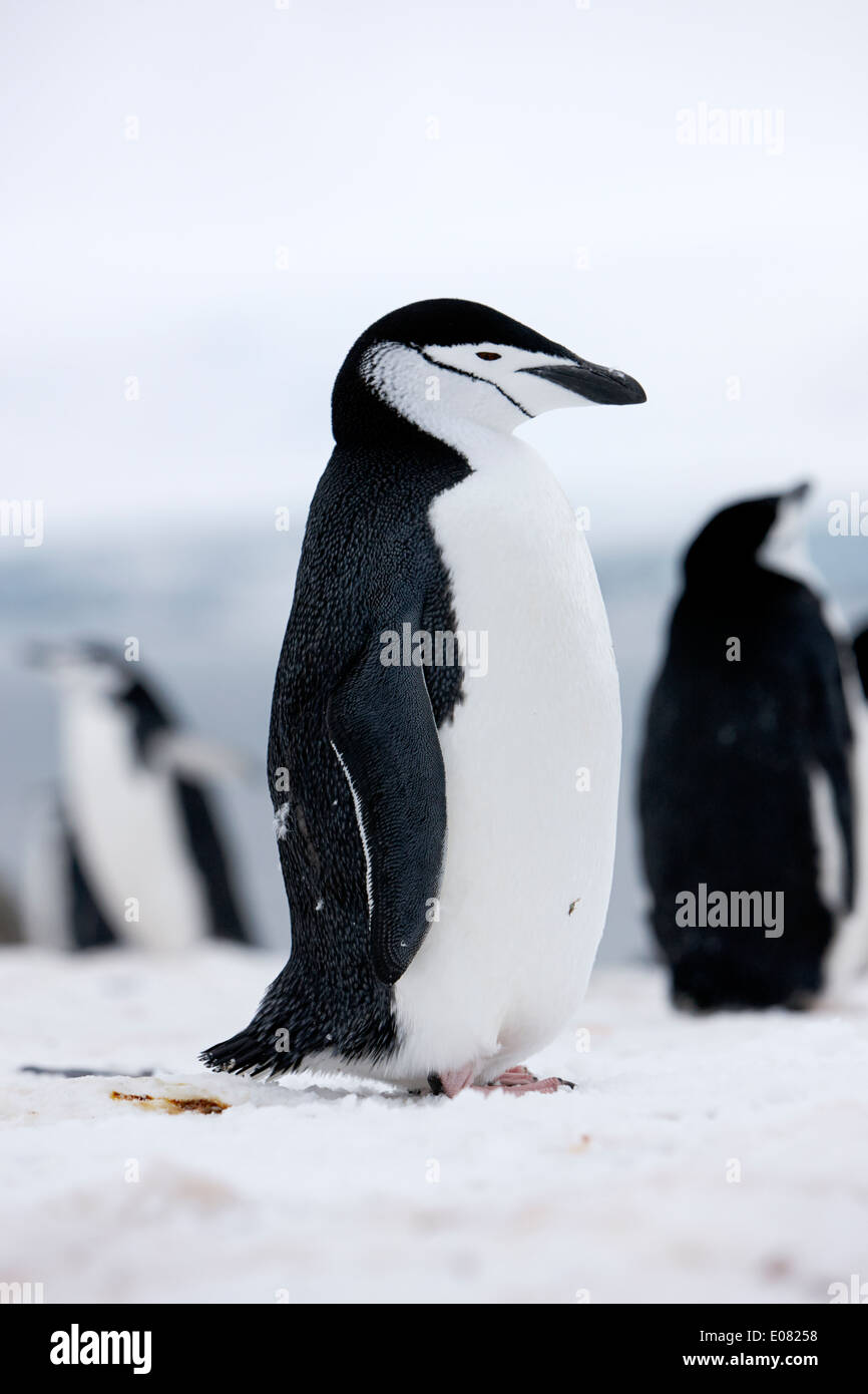 chinstrap penguin sleeping on hannah point Antarctica Stock Photo