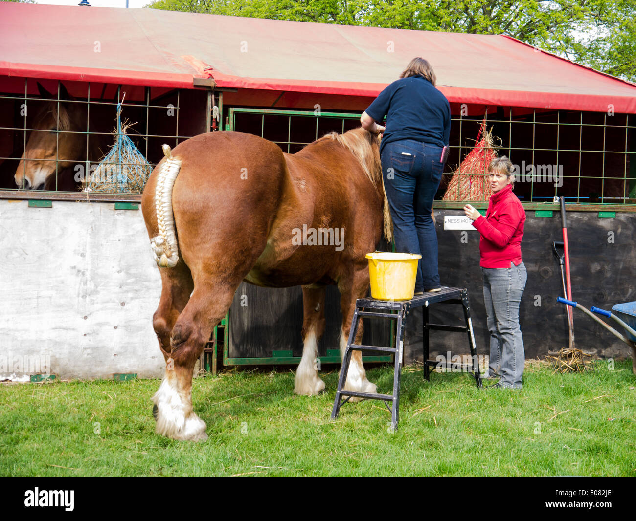 Grooms preparing a heavy horse for competition at the Southsea Rural and seaside show, England Stock Photo