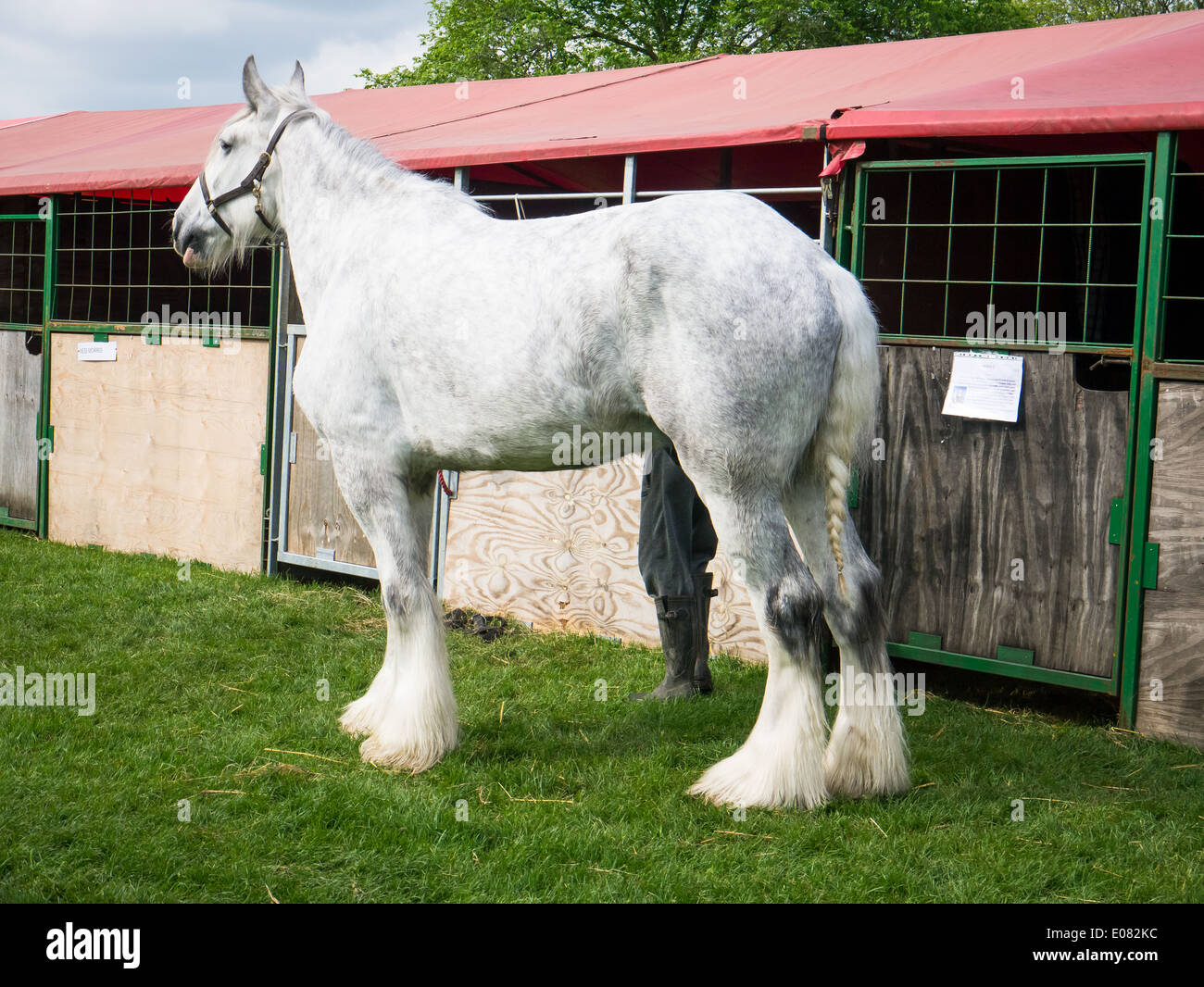A white shire horse stands outside its' temporary stable at the Southsea Seaside and Rural show. Stock Photo