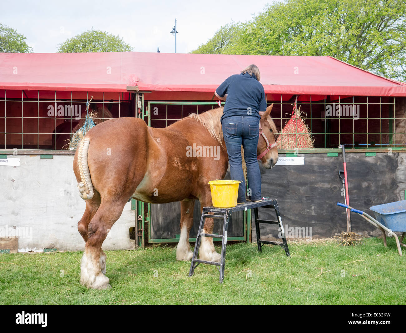 Grooms preparing a heavy horse for competition at the Southsea Rural and seaside show, England Stock Photo