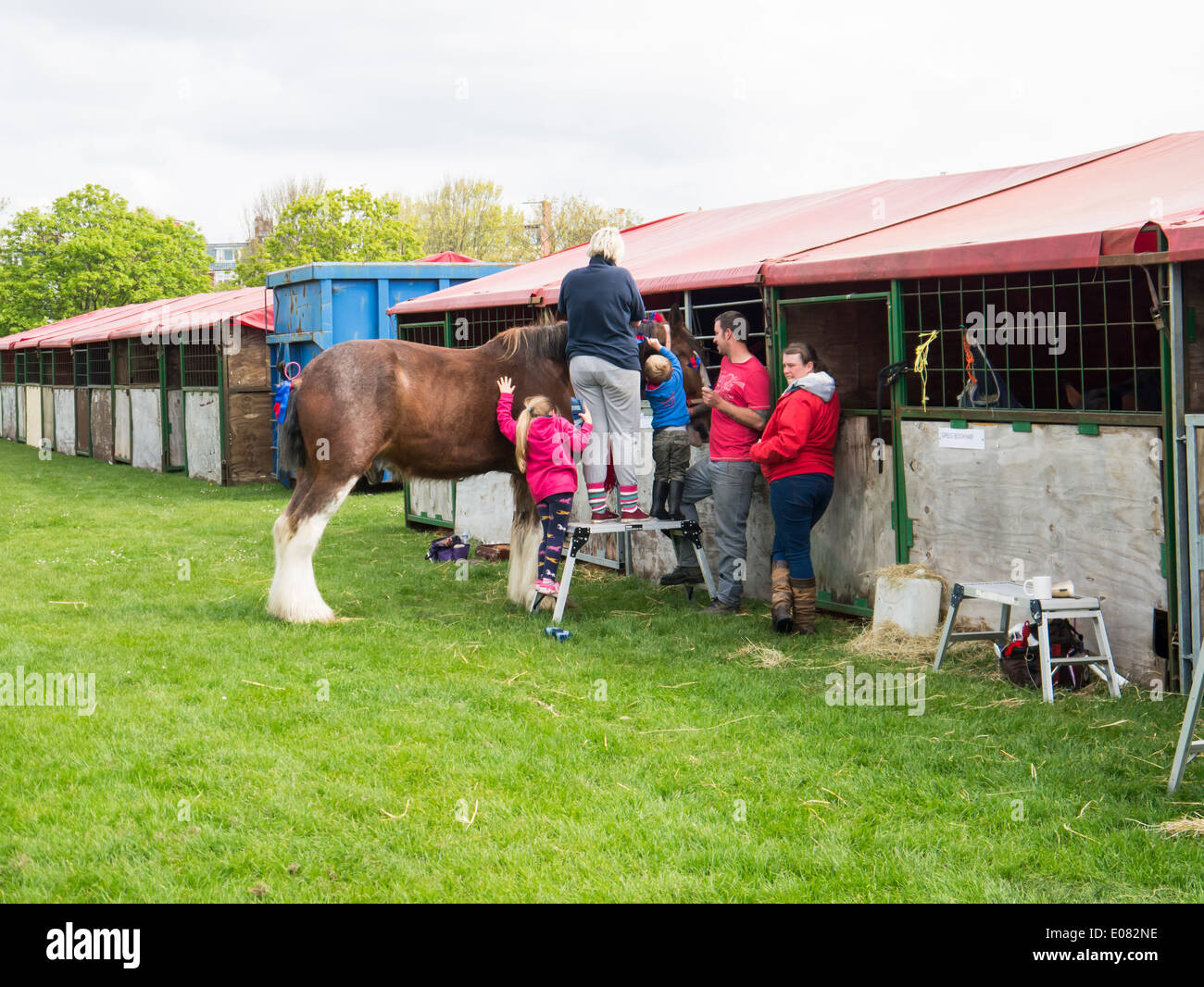 Groom stable hi-res stock photography and images - Alamy