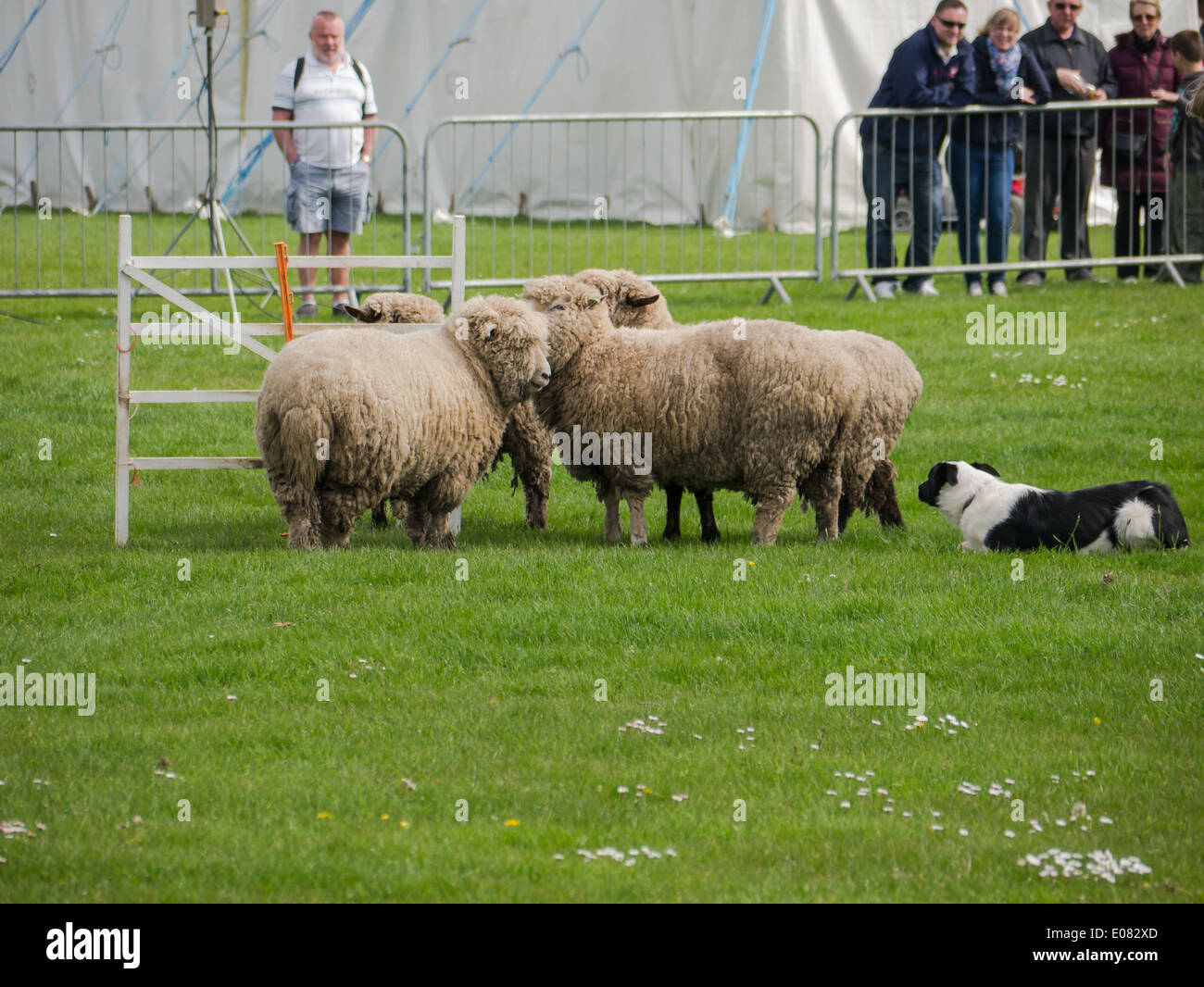 A Border Collie sheep dog rounds up sheep during a sheepdog trial Stock Photo