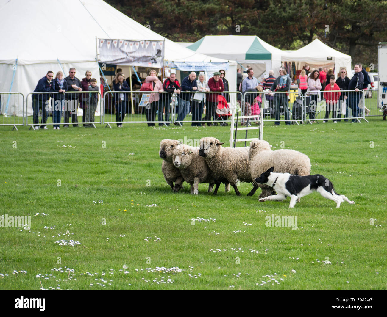 A Border Collie sheep dog rounds up sheep during a sheepdog trial Stock Photo