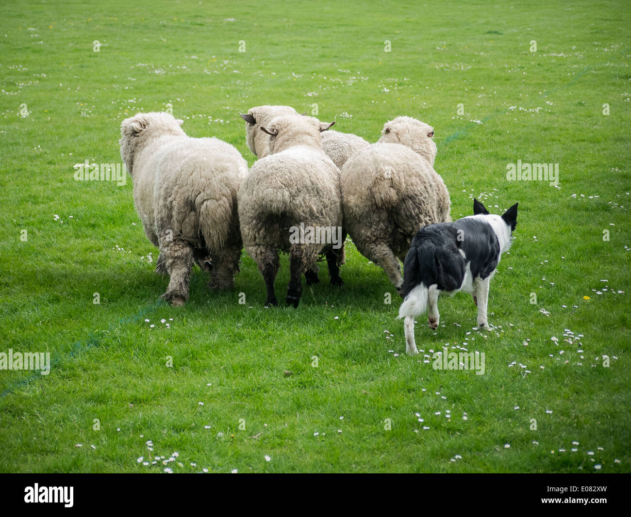 A Border Collie sheep dog rounds up sheep in a field Stock Photo