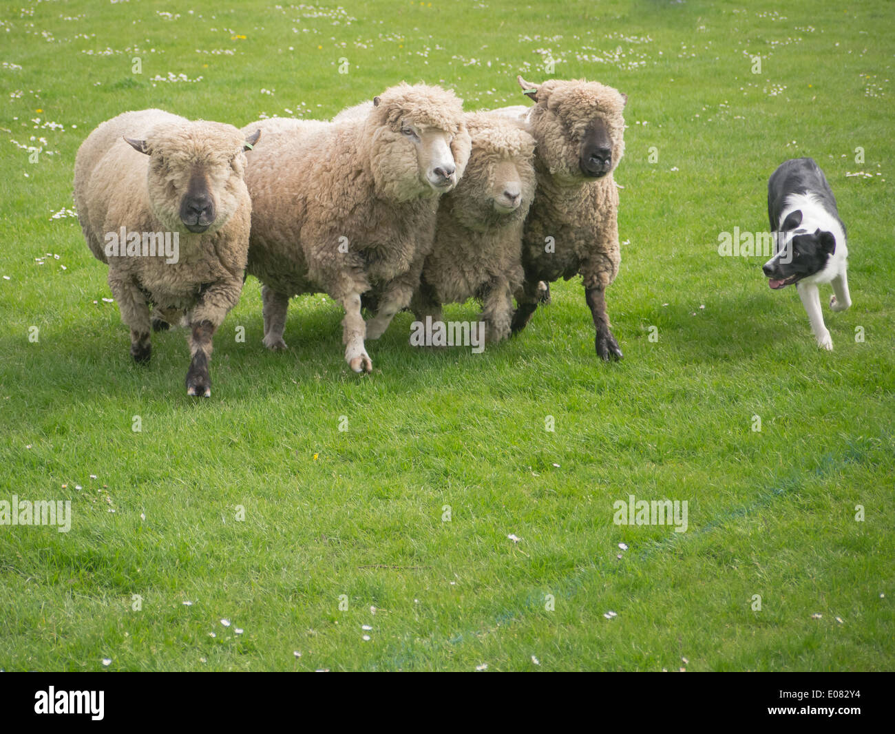 A Border Collie sheep dog rounds up sheep in a field Stock Photo