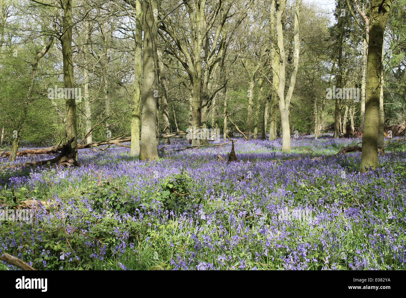 Bluebells carpet a North Warwickshire woodland in Spring time Stock Photo