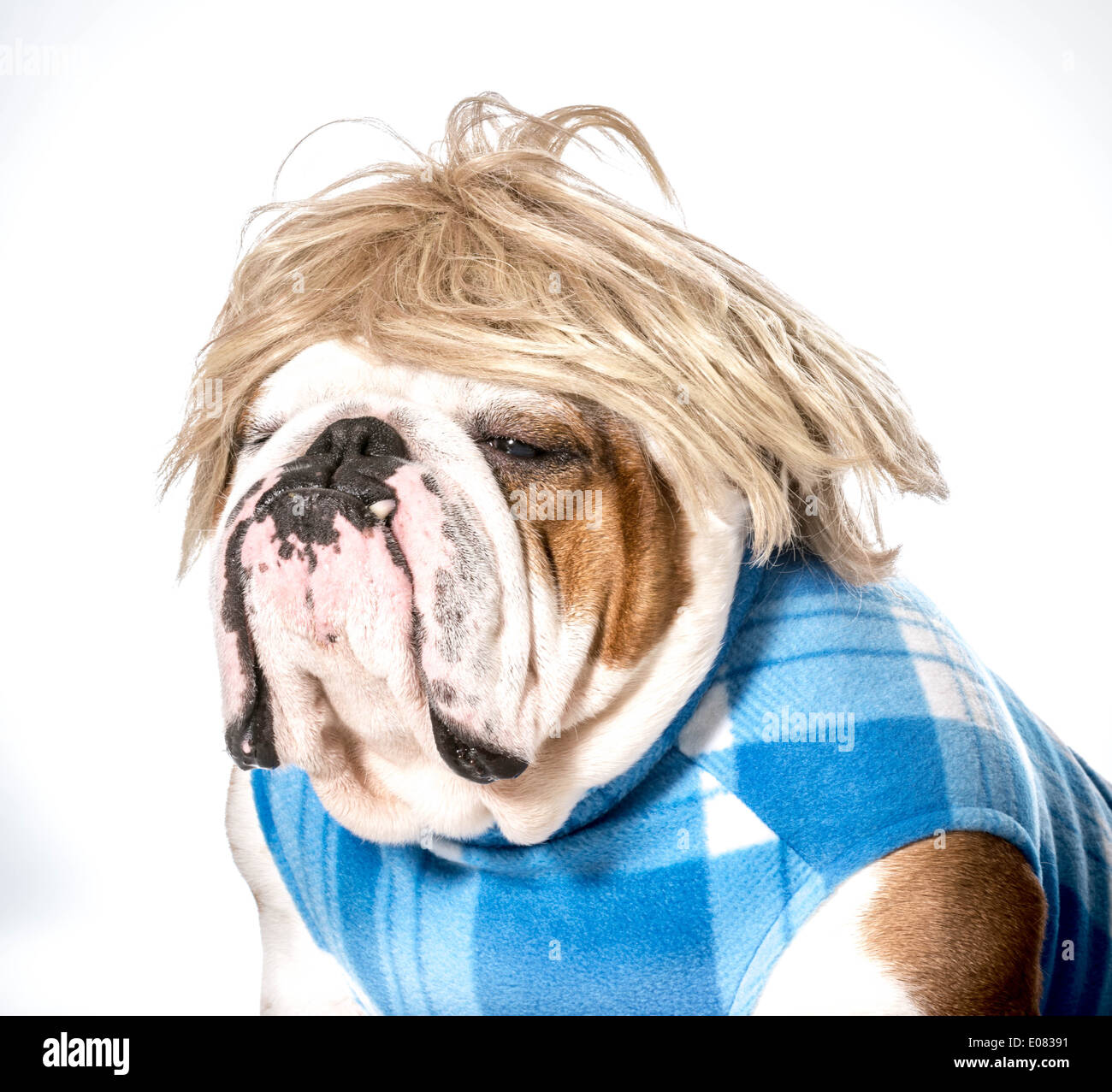 english bulldog wearing blue coat and blonde wig Stock Photo - Alamy english bulldog wearing blue coat and blonde wig Stock Photo - Alamy