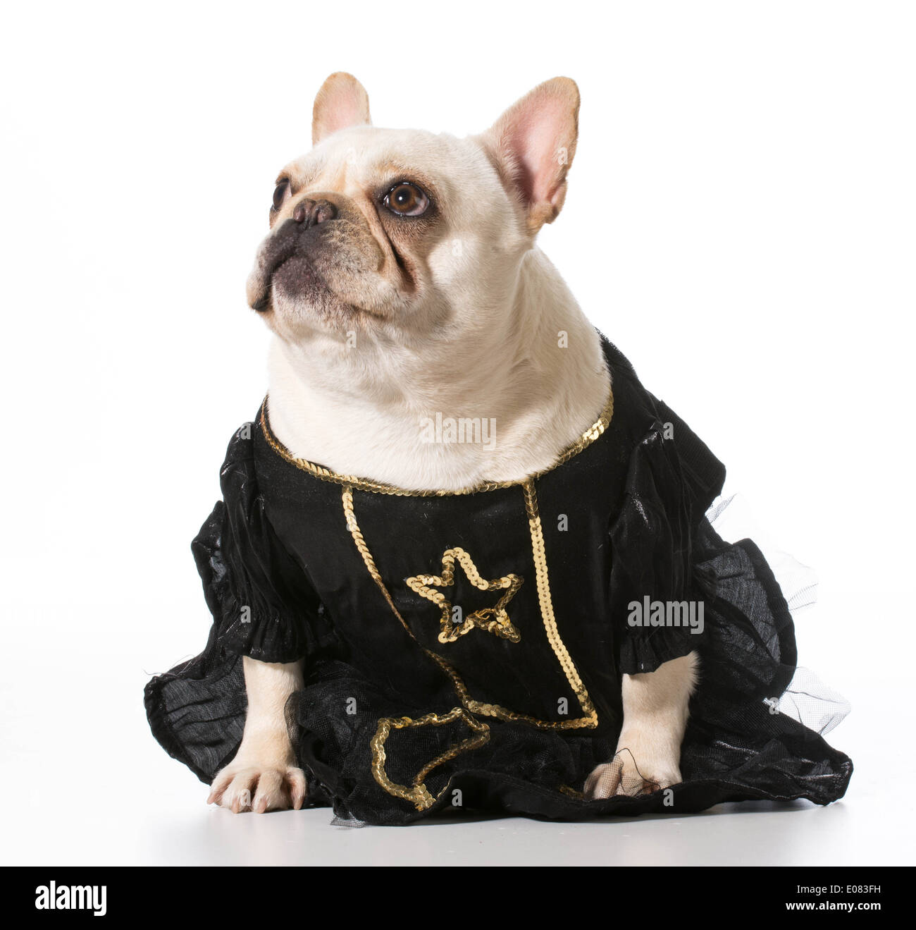 how to dress french bulldogs