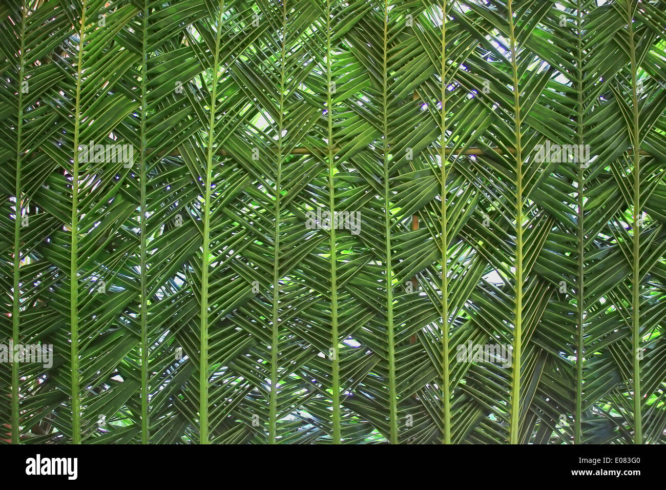 Woven palm leaf as pattern or background Stock Photo Alamy