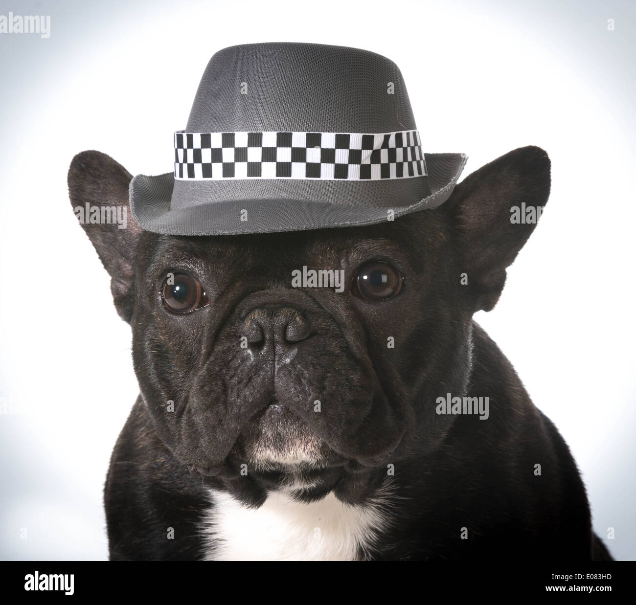 dog fedora hat