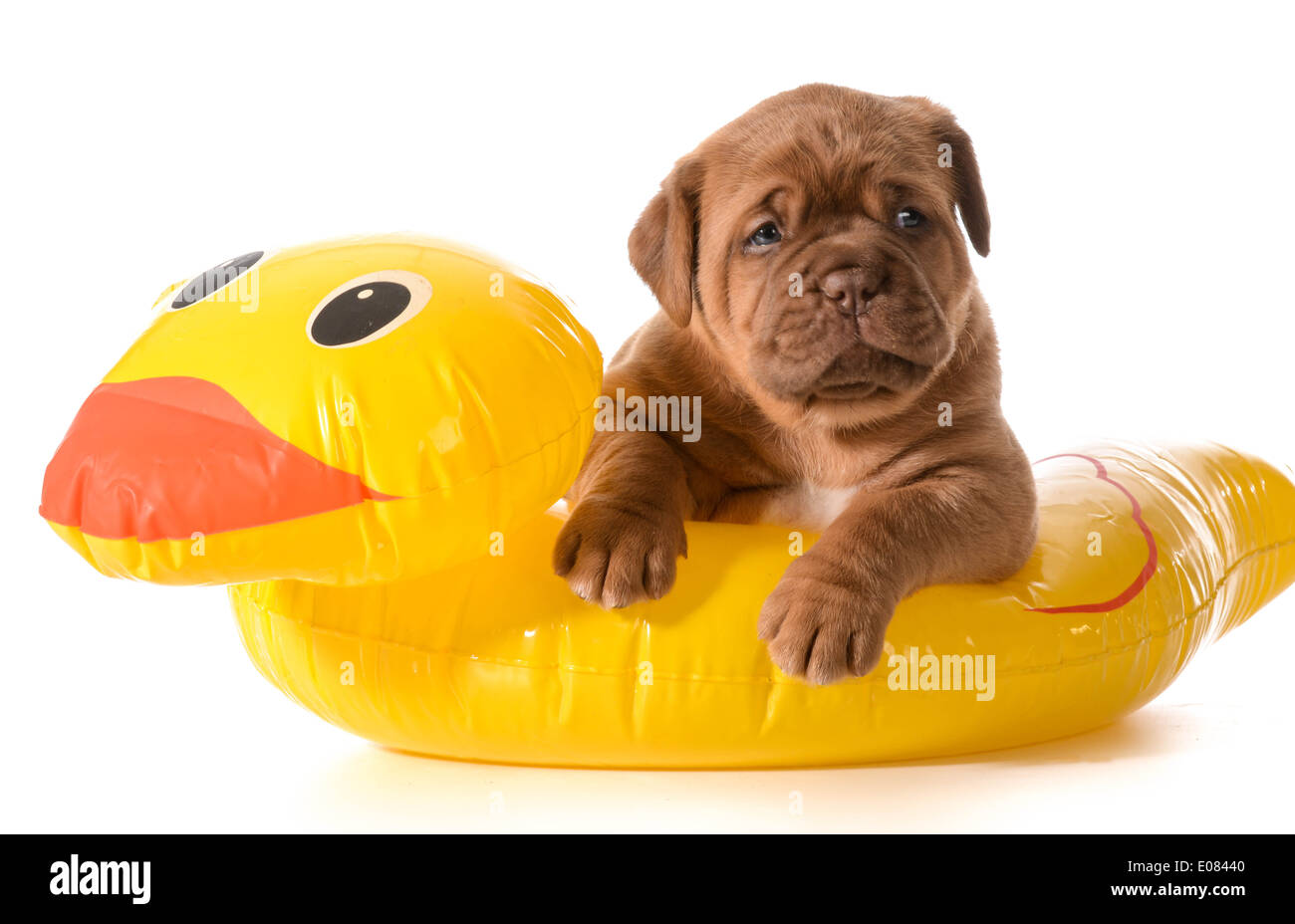 dog water safety - dogue de bordeaux in floatation device Stock Photo