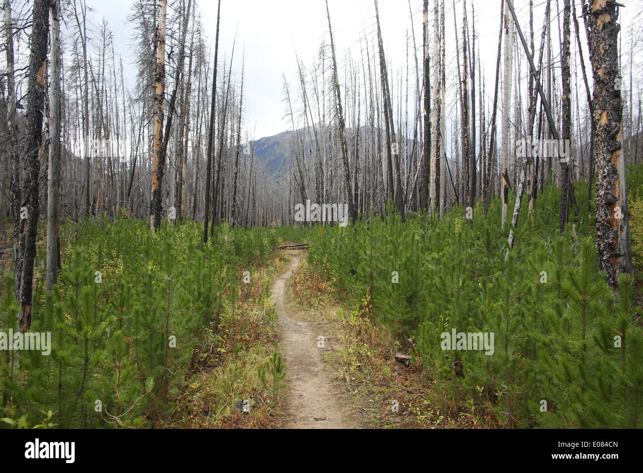 paint pots trail in banff national park, canada photo by jen lombardo