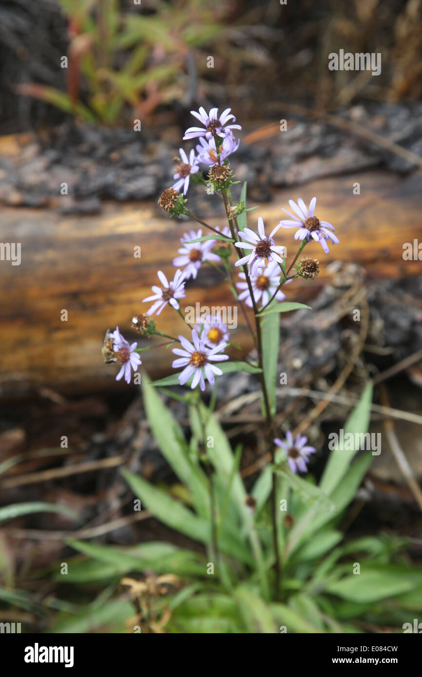 paint pots trail in banff national park, canada photo by jen lombardo