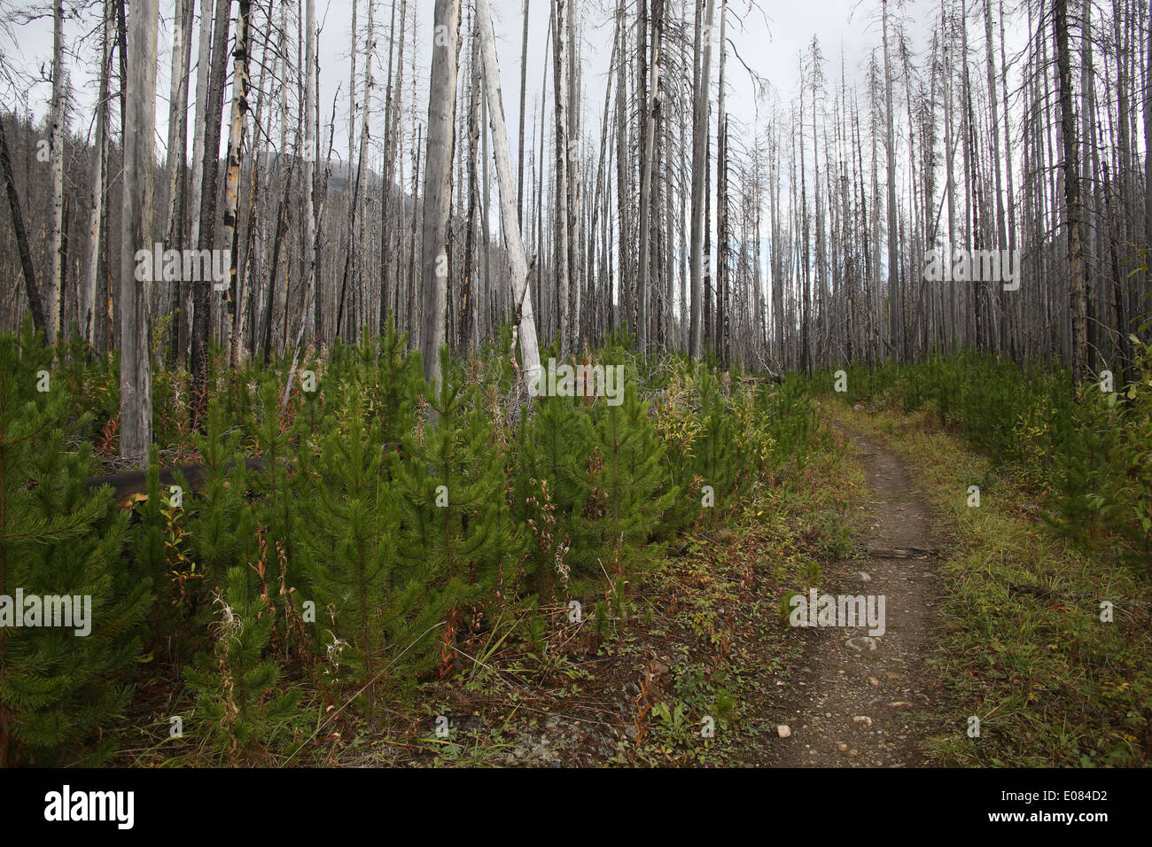 paint pots trail in banff national park, canada photo by jen lombardo