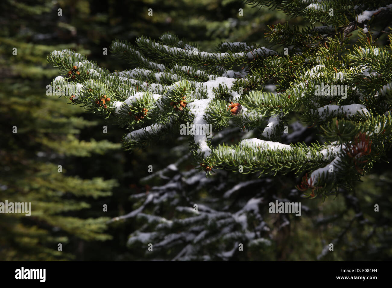 snow covered pine trees Stock Photo - Alamy