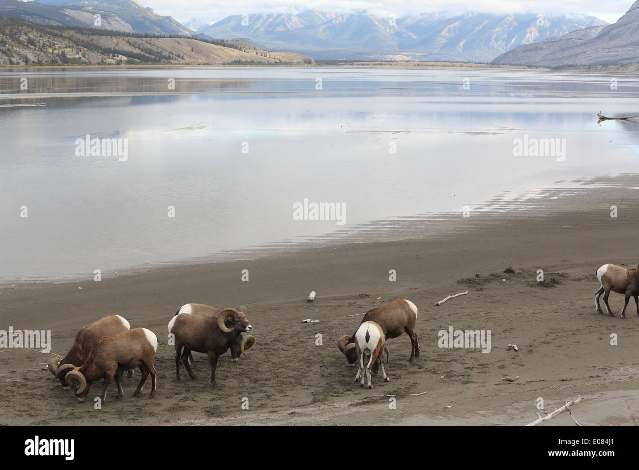Rams located along the icefields parkway in Canada Stock Photo