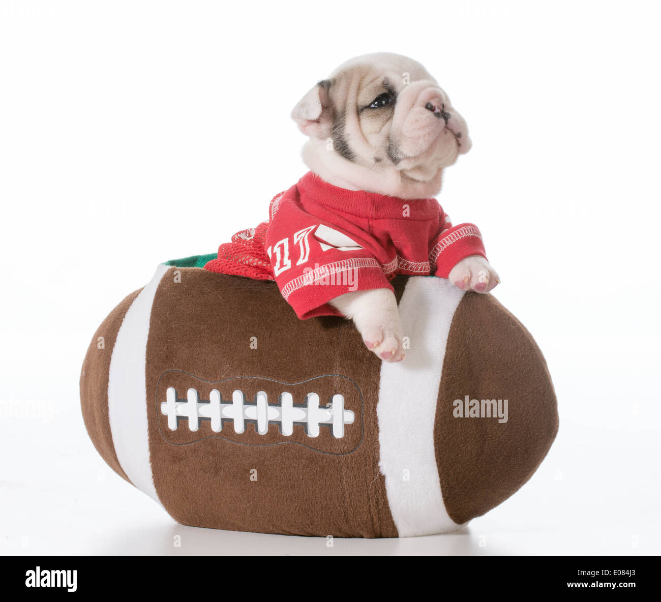 Bulldog Wearing Football Jersey With Football And Helmet Stock Photo -  Download Image Now - iStock