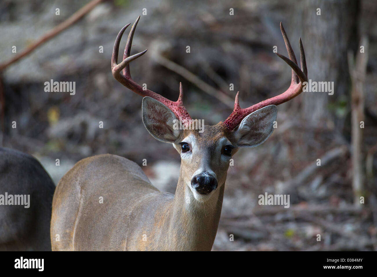 A deer whose velvet peels off its horns looks frightening A deer whose velvet peels off its horns looks frightening
