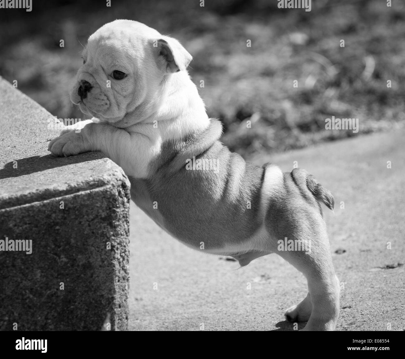 Bulldogs and stairs discount