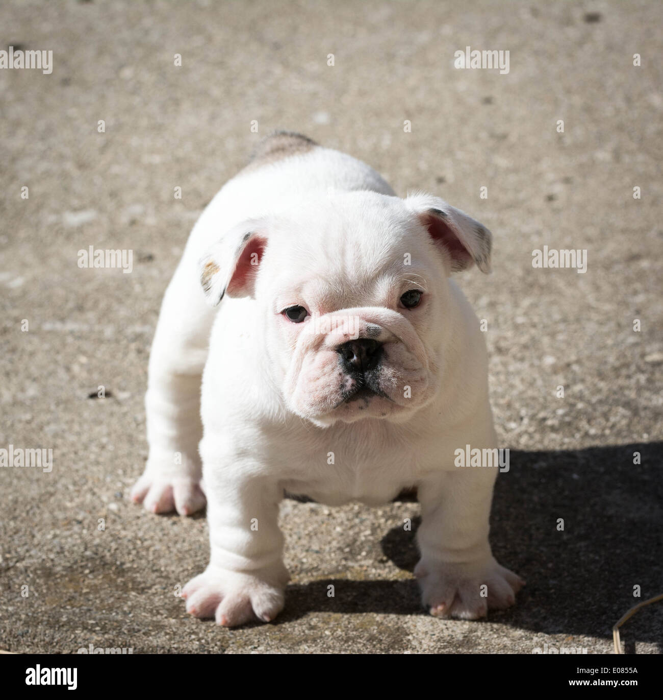 english bulldog puppy standing looking at viewer 7 weeks old Stock