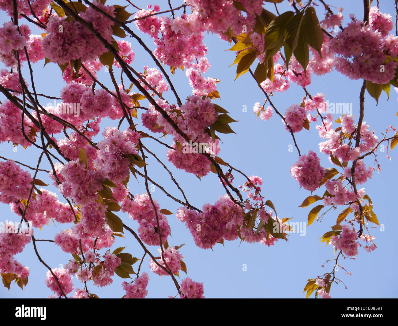 Pink flowers on a Cherry blossom tree in late April Stock Photo Alamy