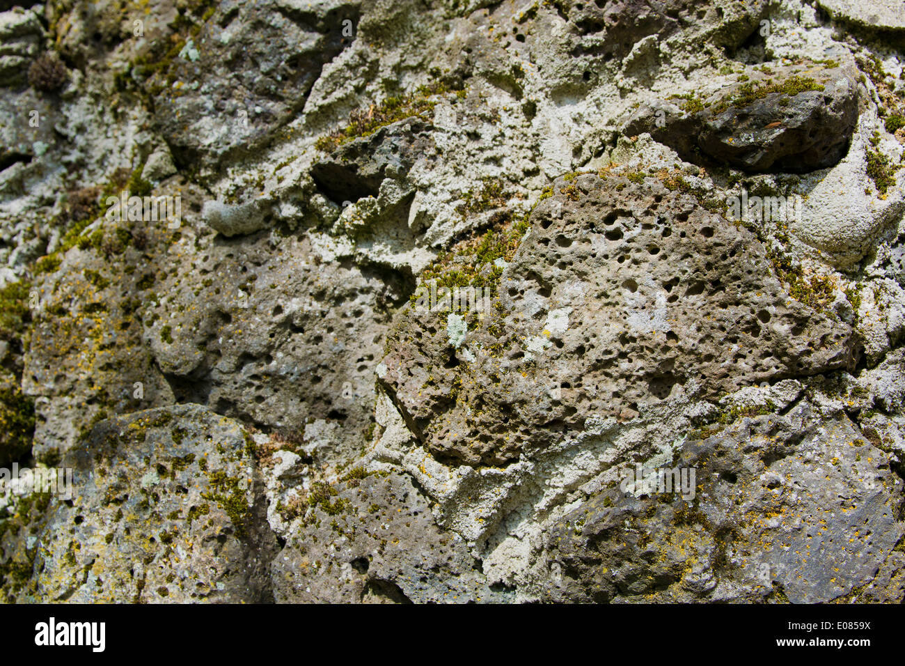 moss and algae grow on stony volcanic rock Stock Photo Alamy