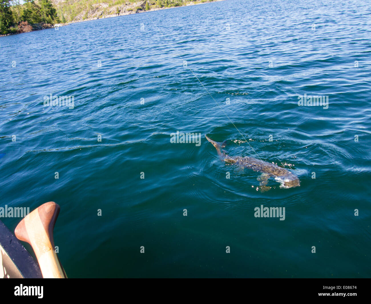 Lake trout fishing BWCAW Stock Photo