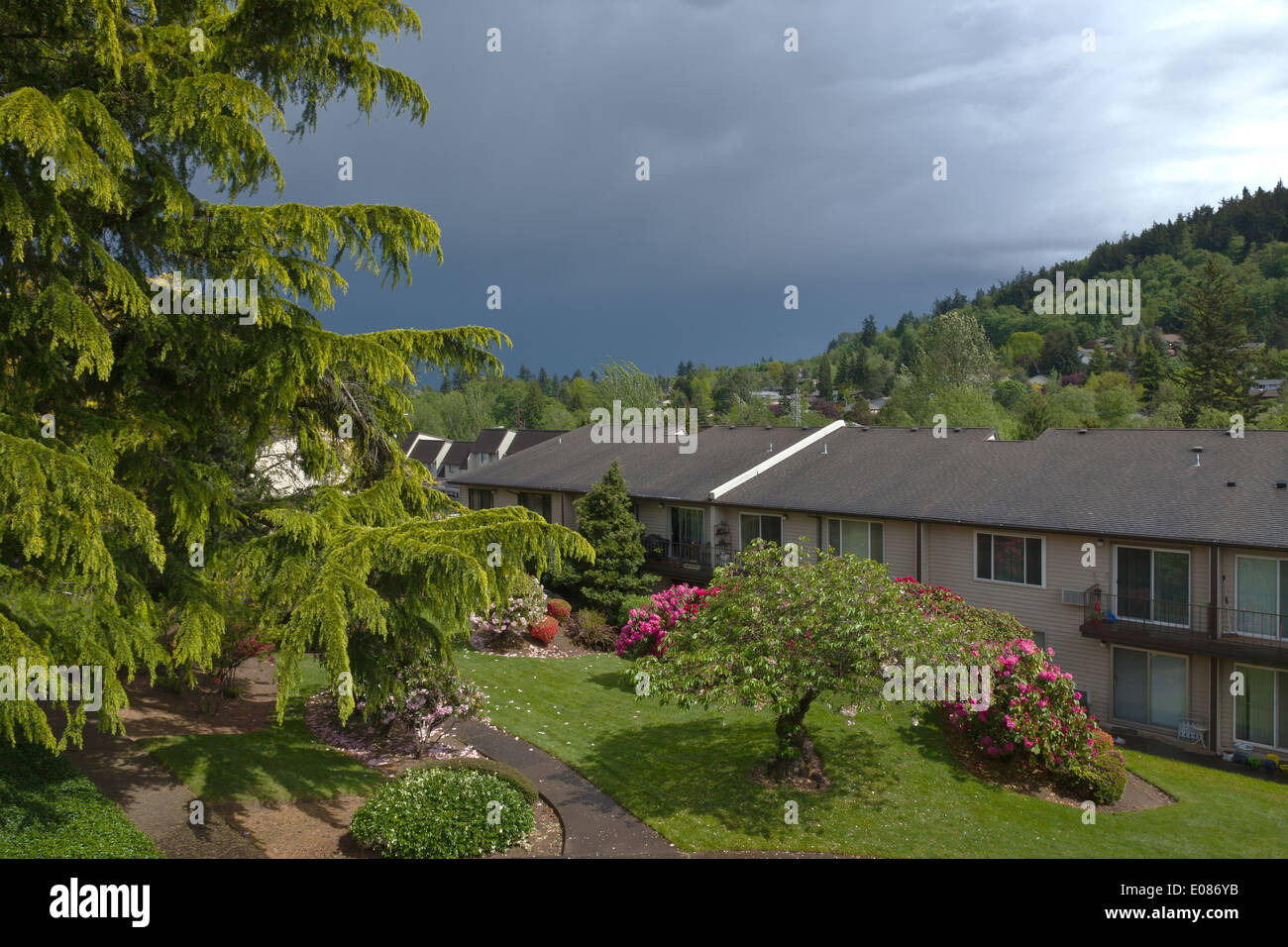 Windy weather trees hires stock photography and images Alamy