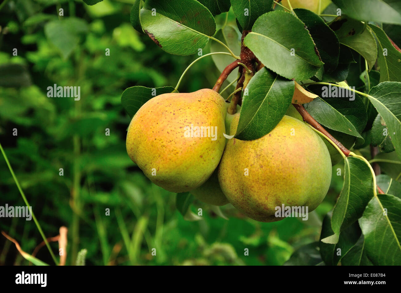 Two green and yellow pears on the branch growing Stock Photo