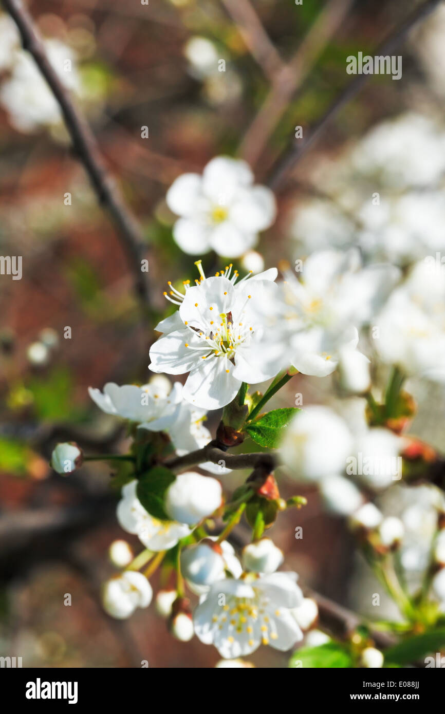 branch of white flowering cherry in spring forest Stock Photo - Alamy