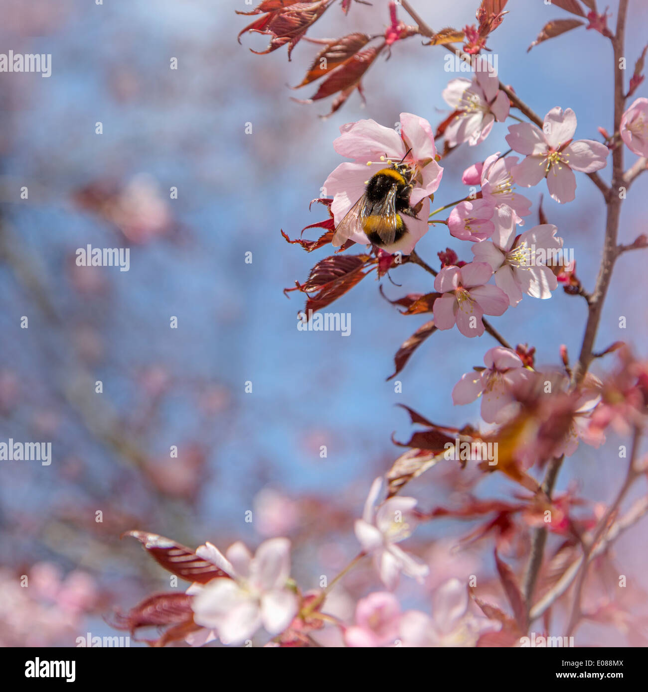 Bee collecting pollen from finnish cherry blossom Stock Photo Alamy