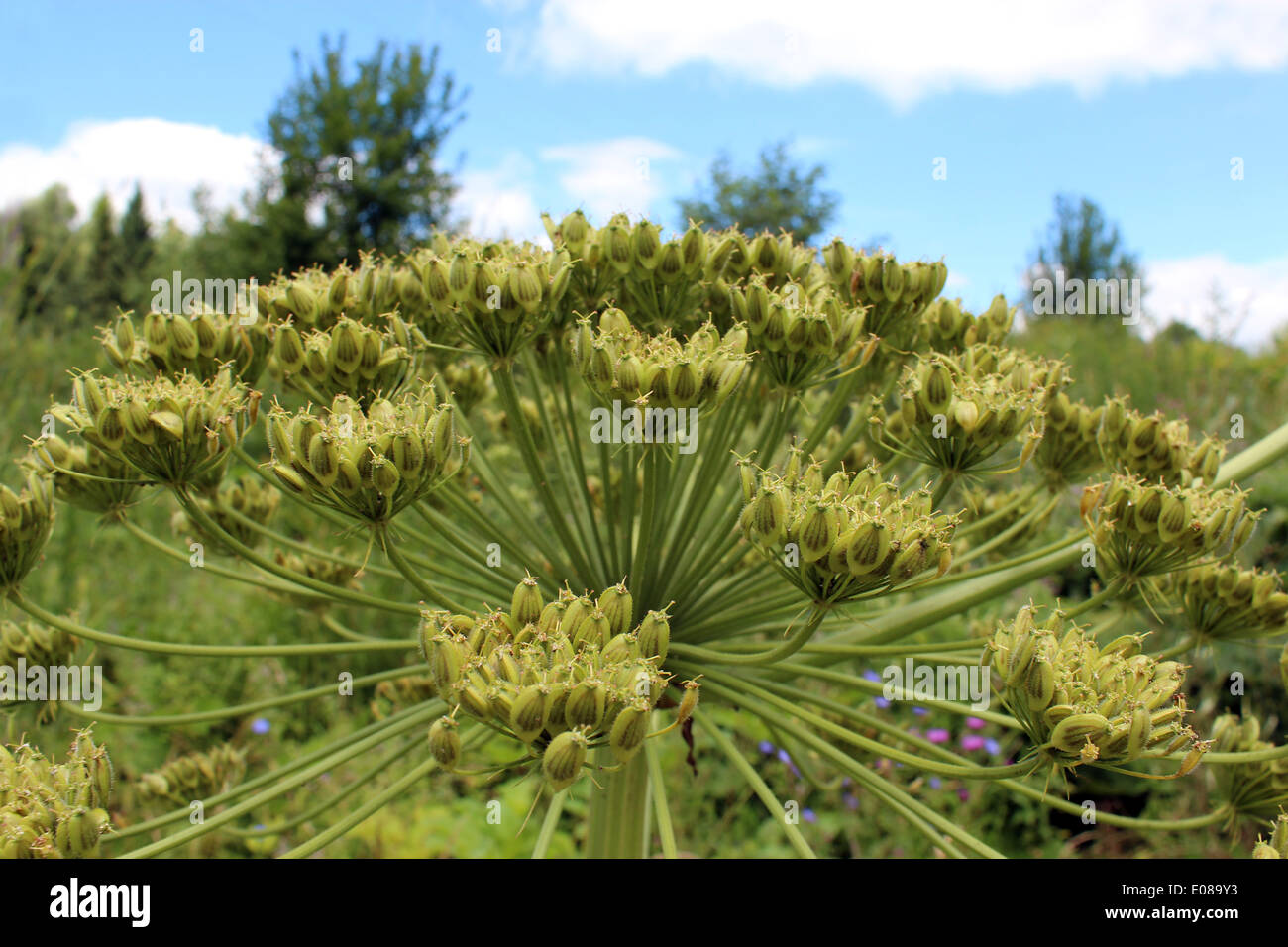 big and dangerous umbels of flowers of Heracleum Stock Photo