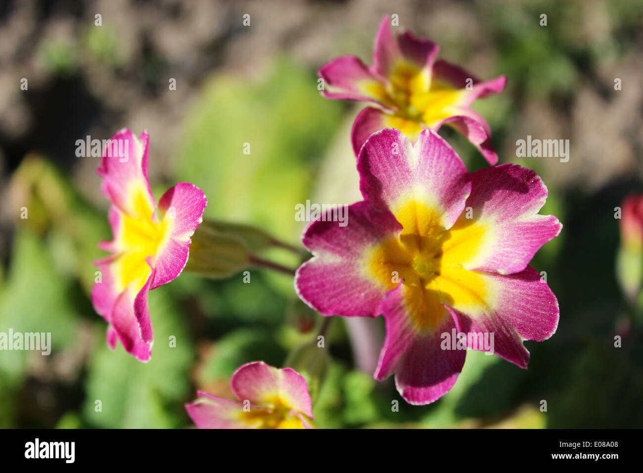 Gardening pink primula hi-res stock photography and images - Alamy