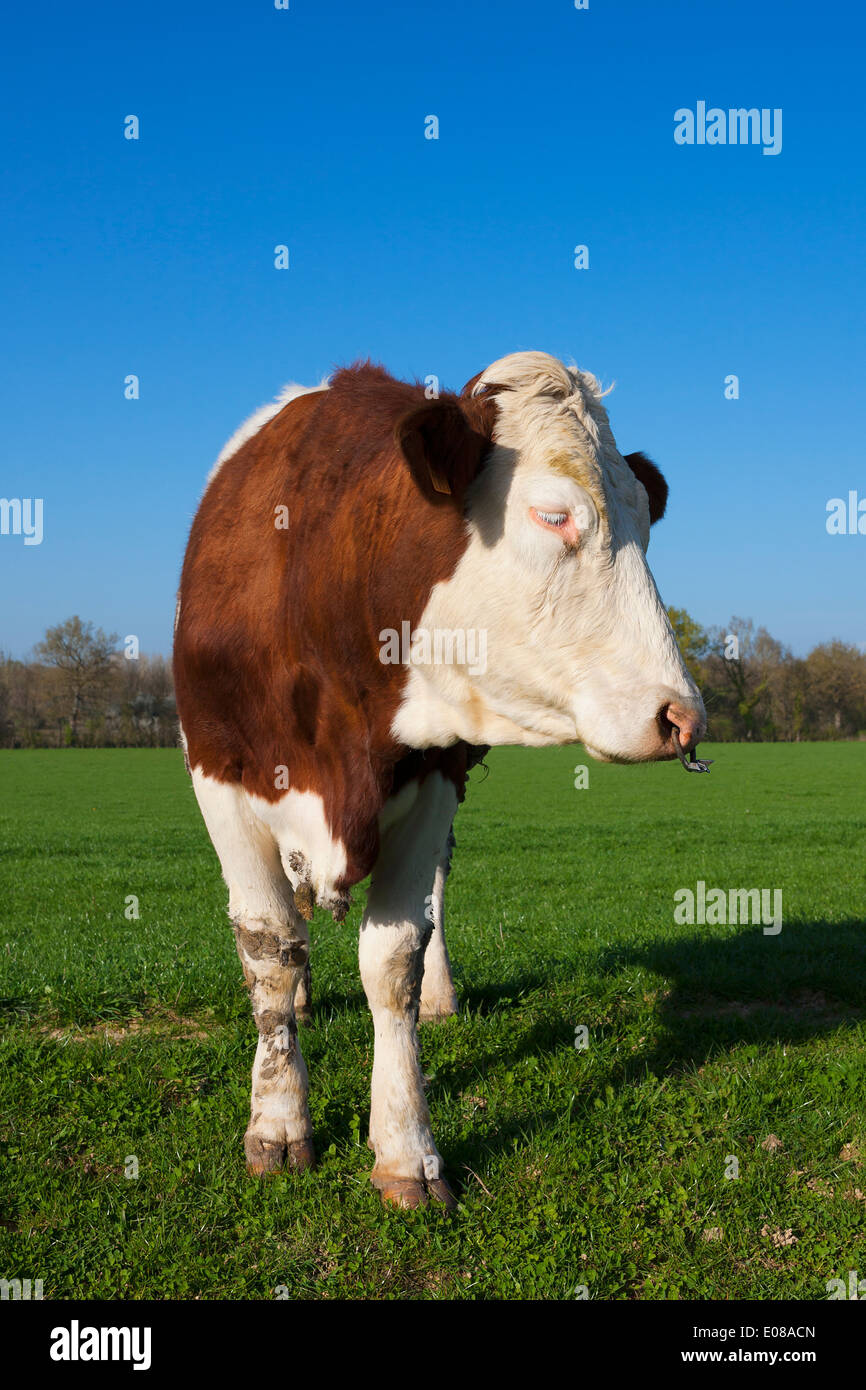 White and brown cow on green grass under the sun Stock Photo